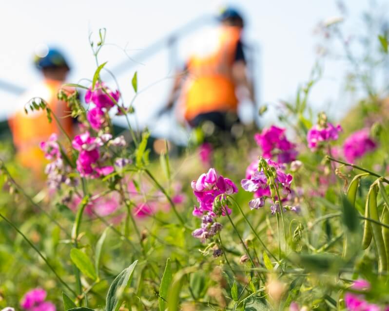 Flowers in field with people working in background